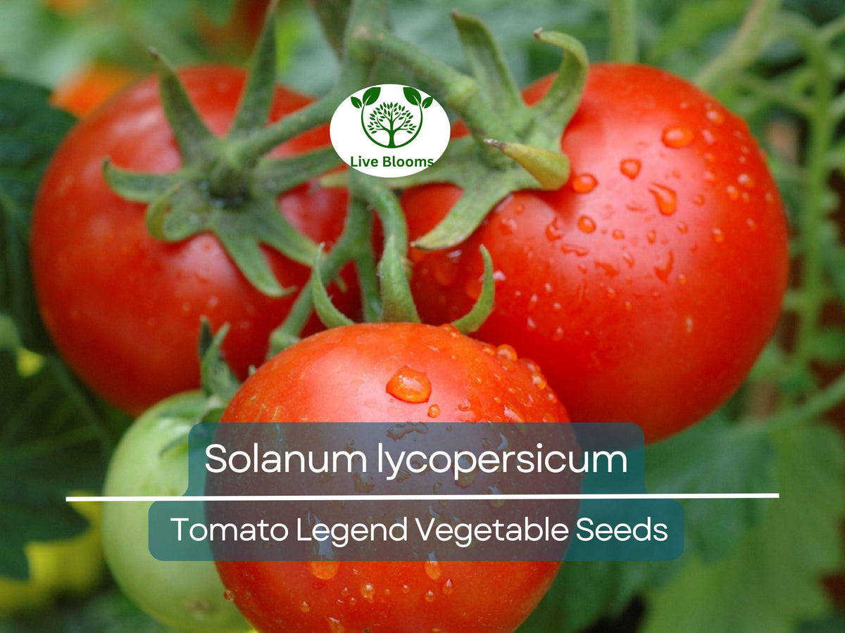 Tomato Seeds 100mg – Legend Heirloom, Disease-Resistant, Early-Maturing Solanum lycopersicum Vegetable for Planting