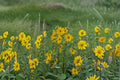 Maximilian Sunflower Seeds – Helianthus maximiliani Native Perennial for Late Season Blooms, Drought Tolerant, 50 Seeds