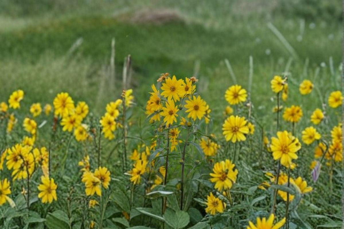 Maximilian Sunflower Seeds – Helianthus maximiliani Native Perennial for Late Season Blooms, Drought Tolerant, 50 Seeds