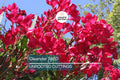 Red Oleander Live Cuttings – 7 Unrooted 6-Inch Plants, Fast-Growing Evergreen Shrub with Vibrant Red Flowers, USDA Zones 8-10