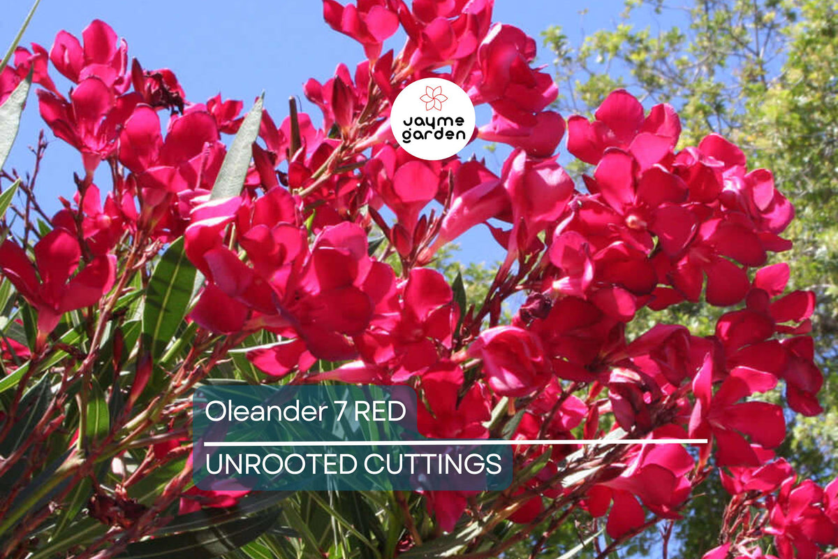 Red Oleander Live Cuttings – 7 Unrooted 6-Inch Plants, Fast-Growing Evergreen Shrub with Vibrant Red Flowers, USDA Zones 8-10