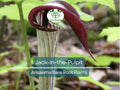 10 Jack-in-the-Pulpit Bulbs – Bare Root Arisaema triphyllum – Native Woodland Wildflower for Shade Gardens & Moist Areas