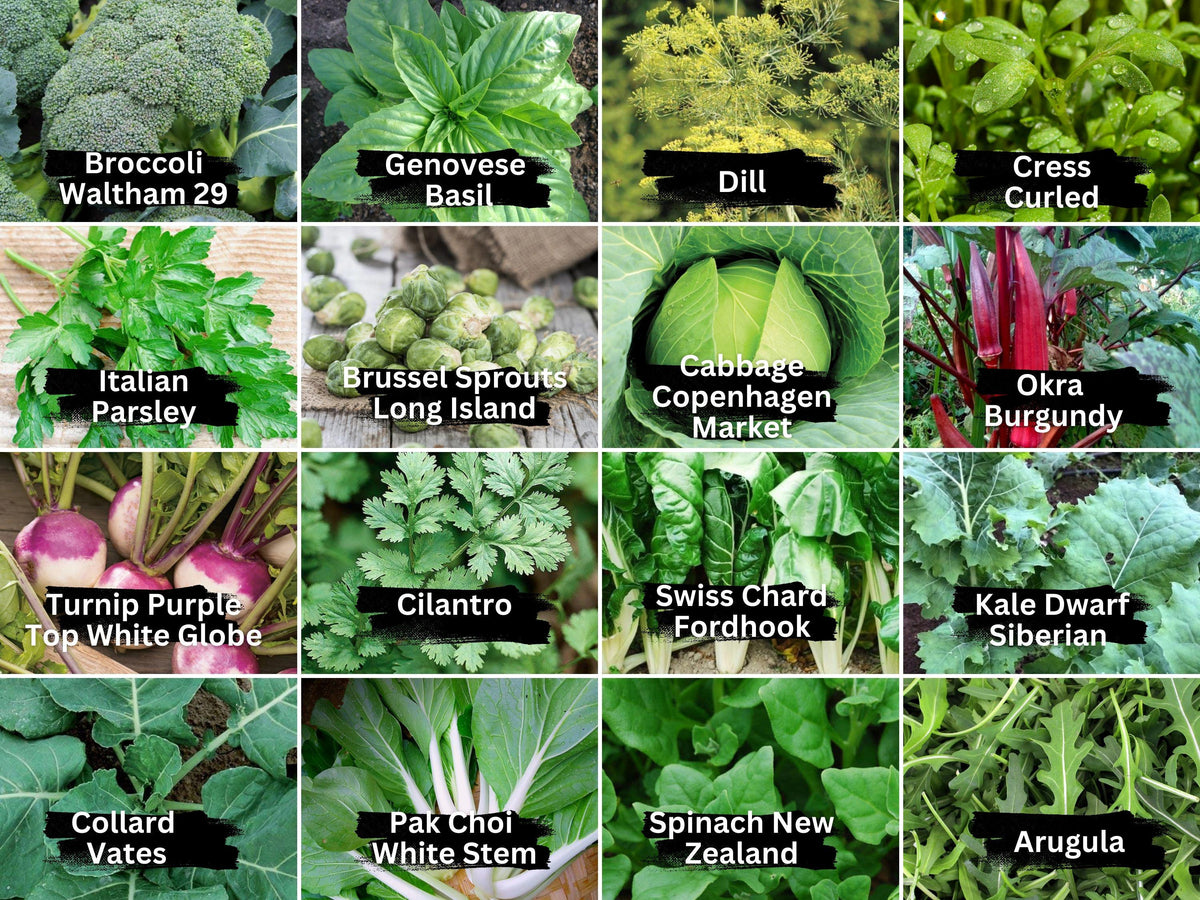 16 Vegetable & Herb Seeds Pack – Heirloom Non-GMO Seeds for Gardening – Kale, Basil, Broccoli, Dill, Pak Choi & More