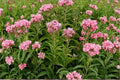 Eutrochium maculatum Joe Pye Weed Seeds – Native Pollinator Wildflower for Butterfly Gardens, Moist Soil, 100 Seeds