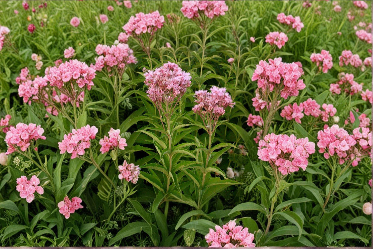 Eutrochium maculatum Joe Pye Weed Seeds – Native Pollinator Wildflower for Butterfly Gardens, Moist Soil, 100 Seeds