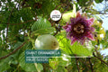 Giant Granadilla Seeds Passiflora quadrangularis Exotic Passionfruit Vine for Tropical Garden & Potted Plant