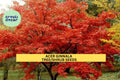 Acer ginnala Seeds – 3 Packs of 10, Amur Maple Tree Seeds for Planting, Ornamental Shrubs with Fiery Fall Foliage