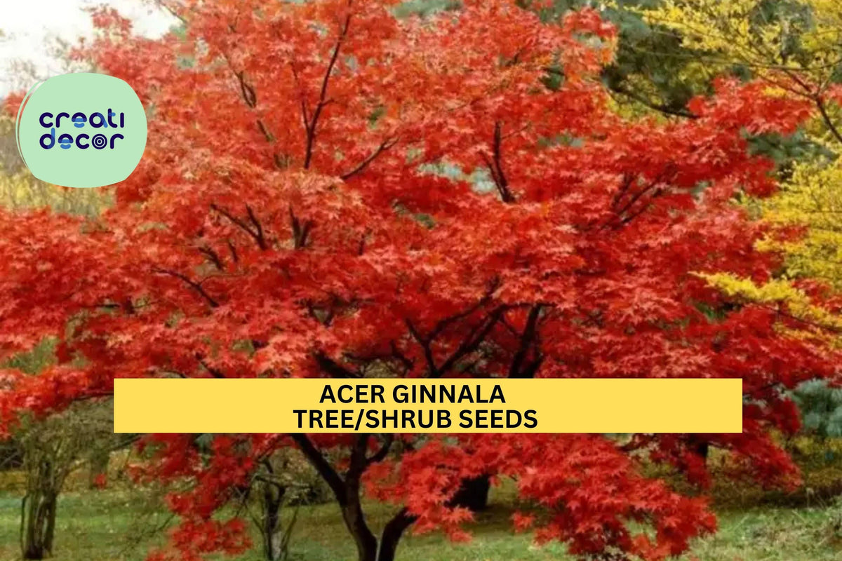 Acer ginnala Seeds – 3 Packs of 10, Amur Maple Tree Seeds for Planting, Ornamental Shrubs with Fiery Fall Foliage