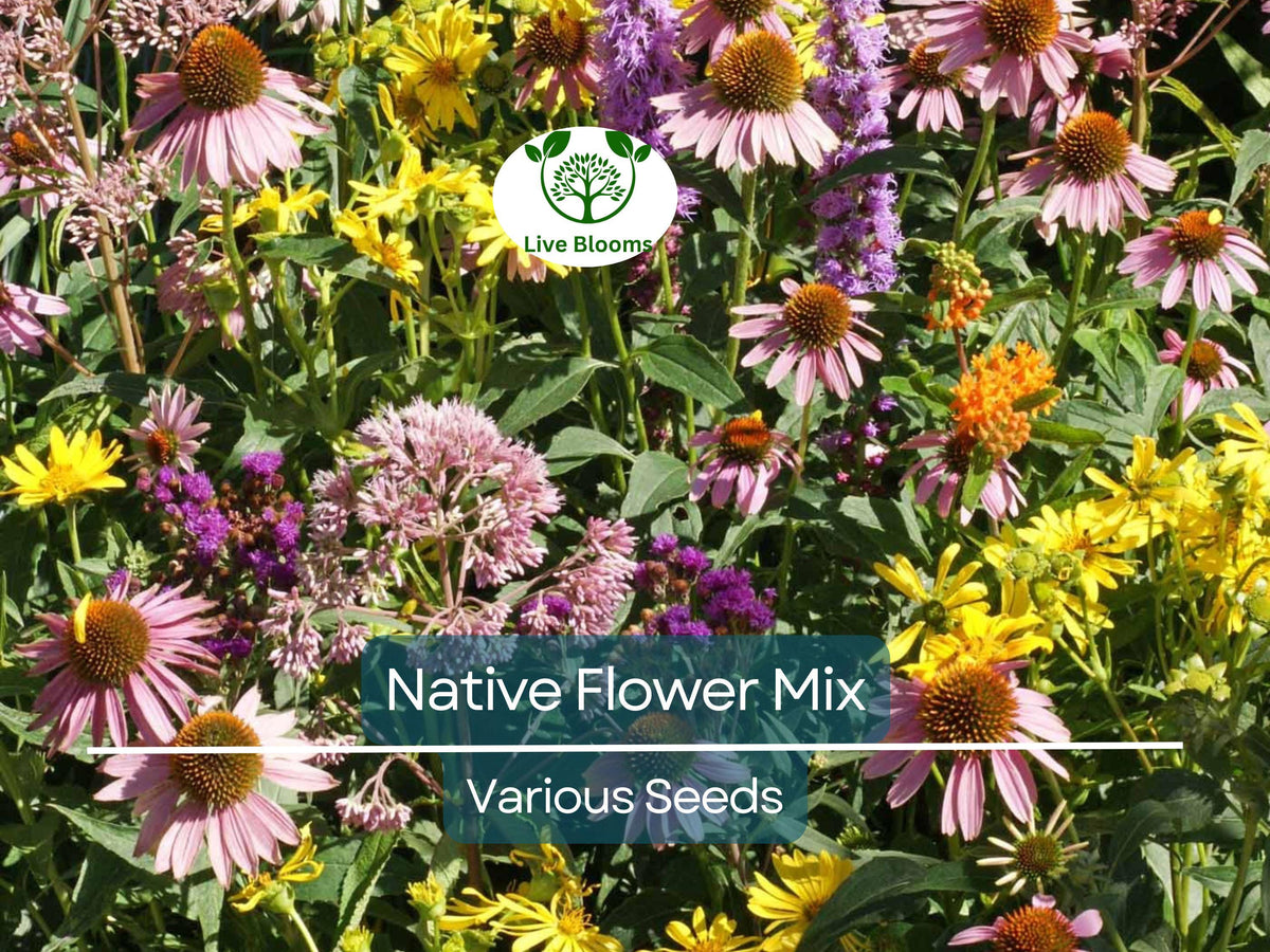 1000 Seeds Native Wildflower & Milkweed Mix for Monarchs, Non-GMO, Butterfly & Pollinator Garden, Asclepias & Wildflowers