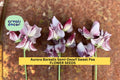 Aurora Borealis Sweet Pea Seeds – Semi-Dwarf Fragrant Mix for Borders & Containers – Lathyrus odoratus, 50+ Seeds