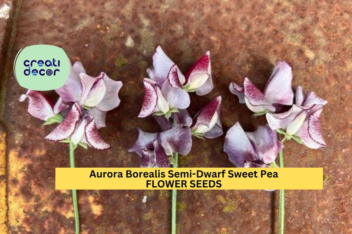 Aurora Borealis Sweet Pea Seeds – Semi-Dwarf Fragrant Mix for Borders & Containers – Lathyrus odoratus, 50+ Seeds