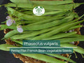 10 Seeds Petite Filet French Bean Phaseolus vulgaris, Bush-Type, Crisp, Tender Vegetable for Gardening & Culinary Use