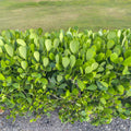 Bare Root Clusia Rosea Plants | Autograph Tree | Tropical Hedge & Indoor Air Purifier | 5 Pack