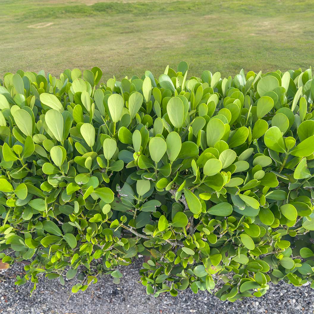 Bare Root Clusia Rosea Plants | Autograph Tree | Tropical Hedge & Indoor Air Purifier | 5 Pack
