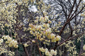 Chimonanthus praecox Wintersweet Seeds – Fragrant Winter Blooming Shrub, Cold-Hardy, Ornamental Plant, 10 Seeds