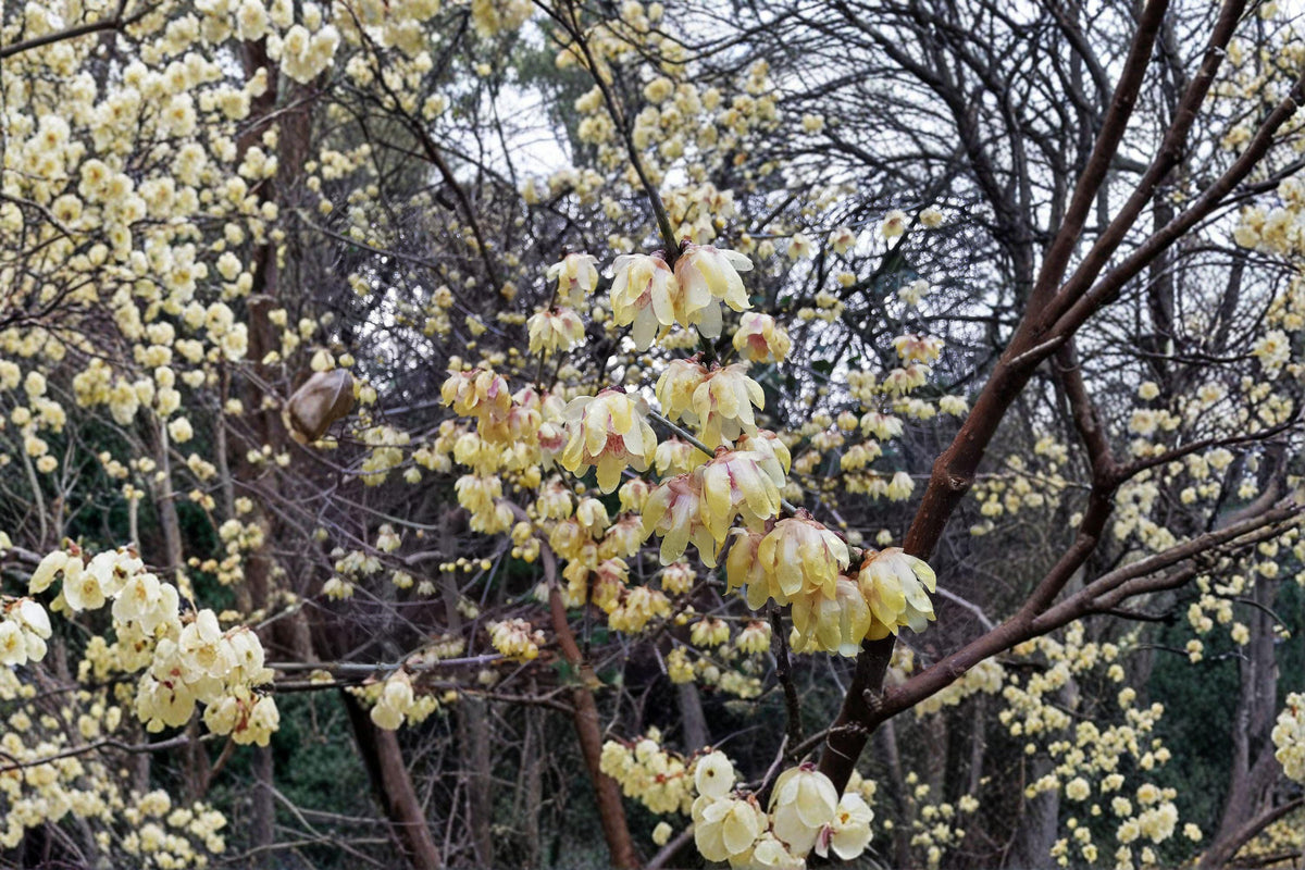 Chimonanthus praecox Wintersweet Seeds – Fragrant Winter Blooming Shrub, Cold-Hardy, Ornamental Plant, 10 Seeds
