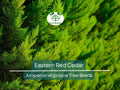 Eastern Red Cedar Seeds - Juniperus virginiana, Evergreen Shrub for Privacy Screen & Landscaping, Hardy, Fast-Growing, 50 Seeds