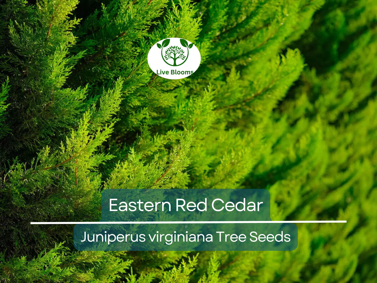 Eastern Red Cedar Seeds - Juniperus virginiana, Evergreen Shrub for Privacy Screen & Landscaping, Hardy, Fast-Growing, 50 Seeds