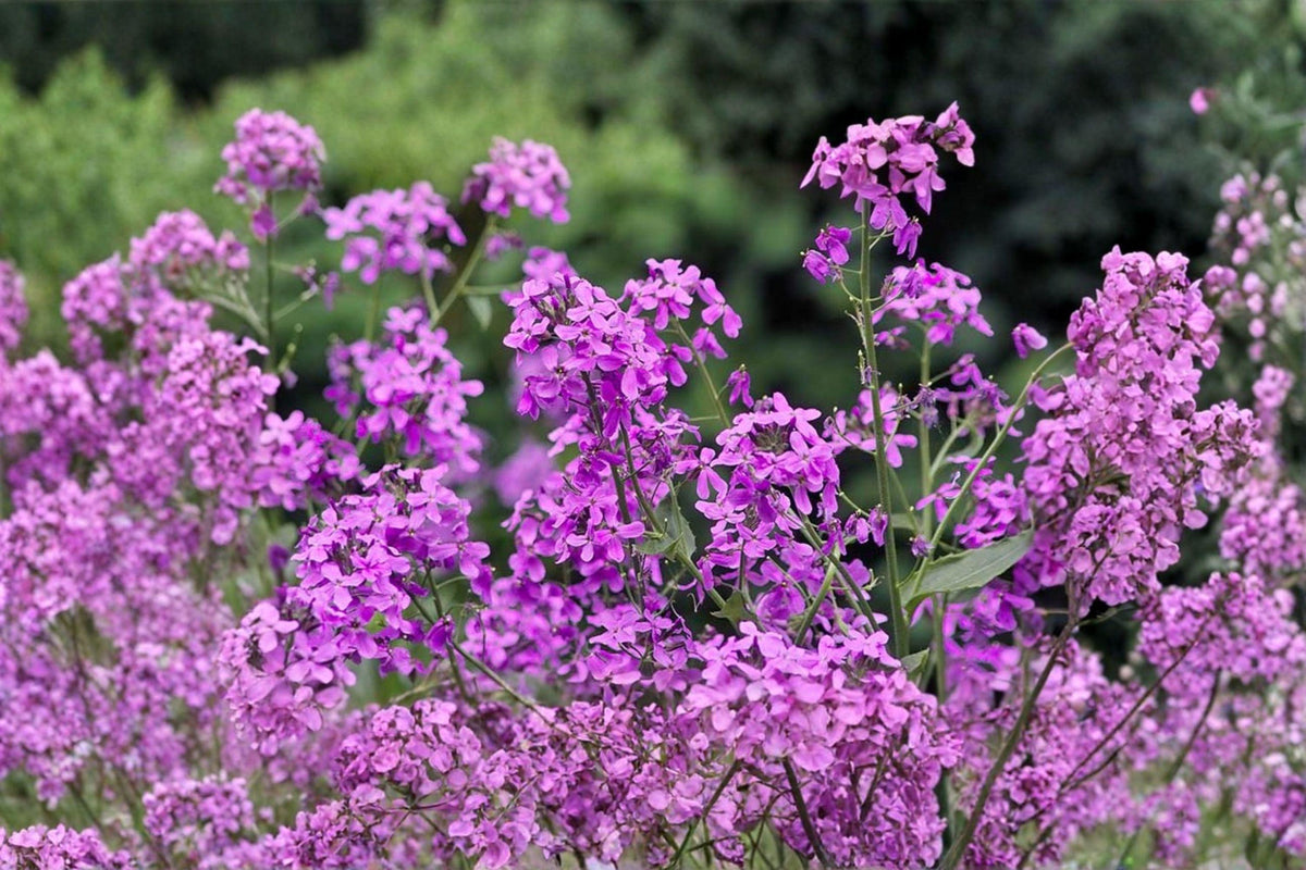 Dames Rocket Seeds – Hesperis matronalis Wildflower, Fragrant, Open-Pollinated, Cottage Garden, Butterfly Attractant
