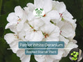 Geranium Patriot White Live Plant | Zonal Pelargonium for Garden & Pots | Bright White Flowers & Hardy Foliage