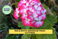 2 Red & White Bicolor Geranium Cuttings – Unrooted Pelargonium spp. for Pots, Borders, Garden Beds