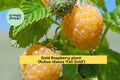 Fall Gold Raspberry Plant | Live Rooted Perennial Berry Shrub | Golden Raspberries | Rubus idaeus ‘Fall Gold’ | Zones 3-8