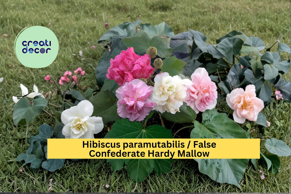 False Confederate Rose Seeds, Hibiscus paramutabilis, Hardy Flowering Shrub, Large Pink Blooms, Garden Landscape Plant, 10 Count