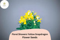 Floral Showers Yellow Snapdragon Seeds | Bright Yellow Blooms | Dwarf Antirrhinum majus for Garden & Containers | 1000+ Seeds