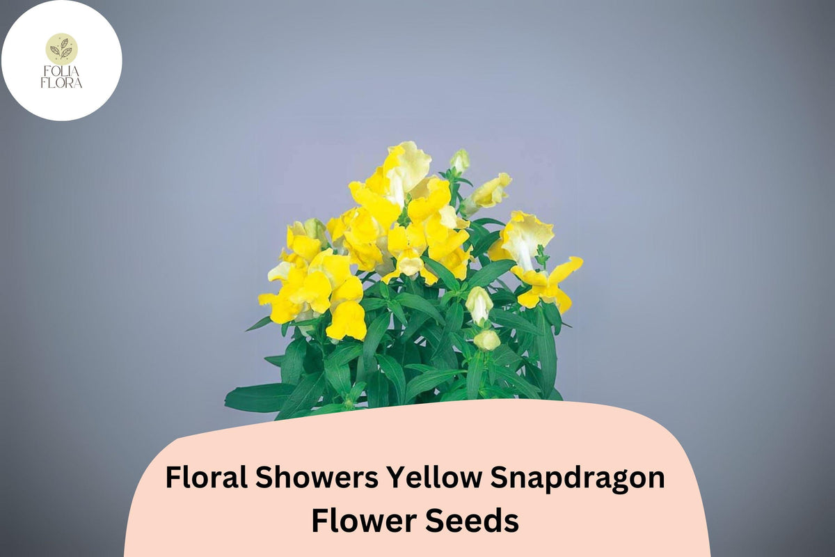 Floral Showers Yellow Snapdragon Seeds | Bright Yellow Blooms | Dwarf Antirrhinum majus for Garden & Containers | 1000+ Seeds