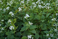 Ageratina Altissima White Snakeroot Seeds – 500 Native Perennial Wildflower for Shade Gardens & Pollinator Habitat