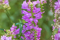 Obedient Plant Seeds – Physostegia virginiana – Native Perennial for Pollinator Gardens – Pink Flower Seeds