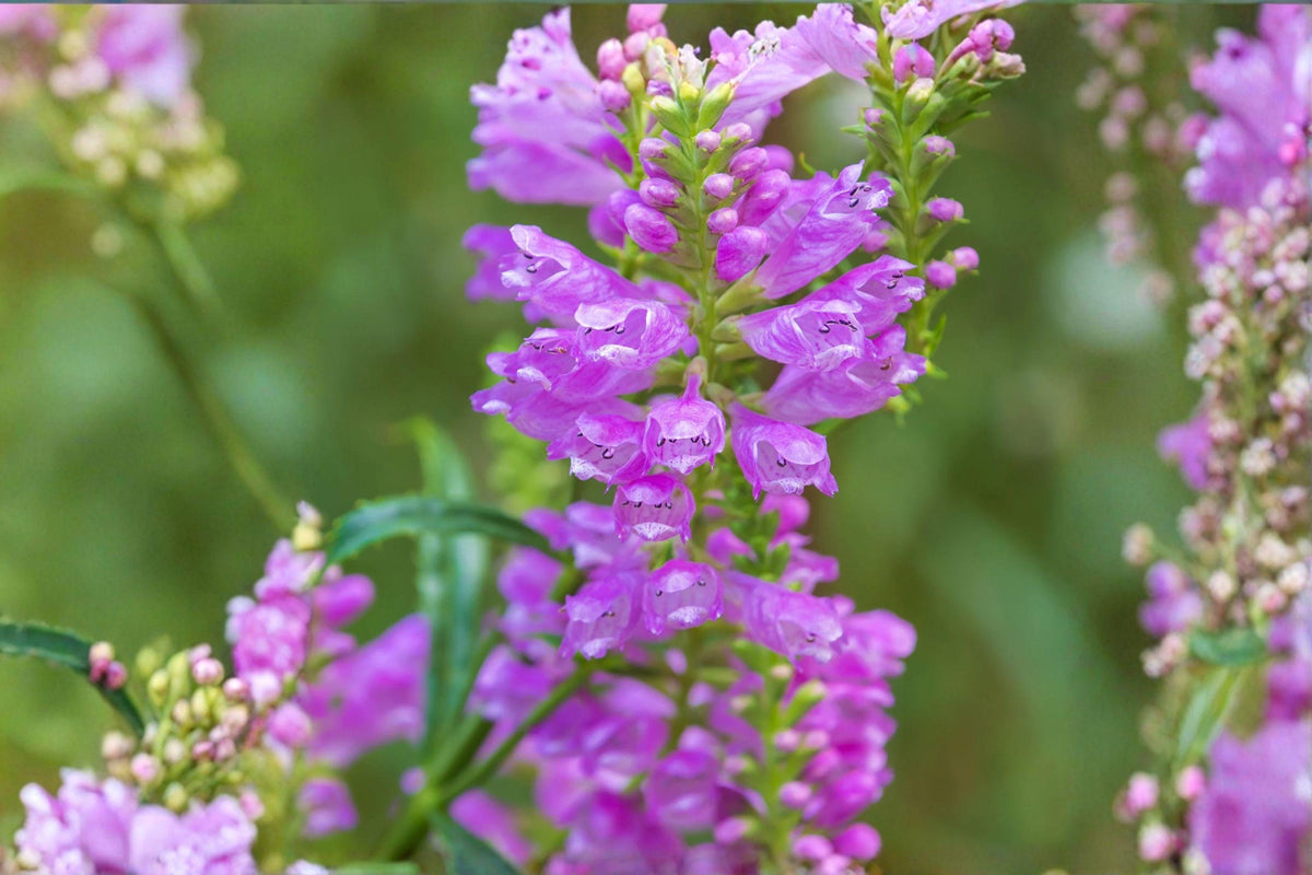 Obedient Plant Seeds – Physostegia virginiana – Native Perennial for Pollinator Gardens – Pink Flower Seeds