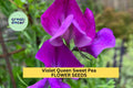 Violet Queen Sweet Pea Seeds – Fragrant Deep Violet Blooms for Climbing Vines, Garden Trellises & Fences – Lathyrus odoratus, 50+ Seeds