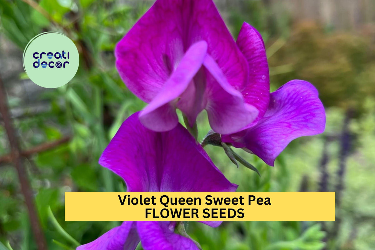 Violet Queen Sweet Pea Seeds – Fragrant Deep Violet Blooms for Climbing Vines, Garden Trellises & Fences – Lathyrus odoratus, 50+ Seeds