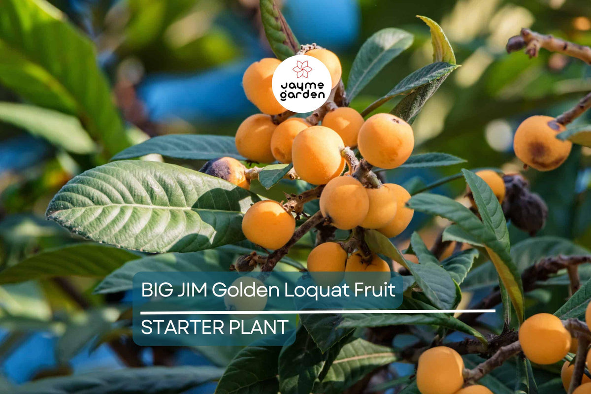 Big Jim Loquat Fruit Tree Starter Plant – Tropical Japanese Eriobotrya japonica with Large Juicy Fruits