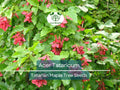 Acer Tataricum Seeds – 10 Pack, Tatarian Maple, Hardy Fast-Growing Tree for Landscaping, Shade, Gardens, Fall Colors