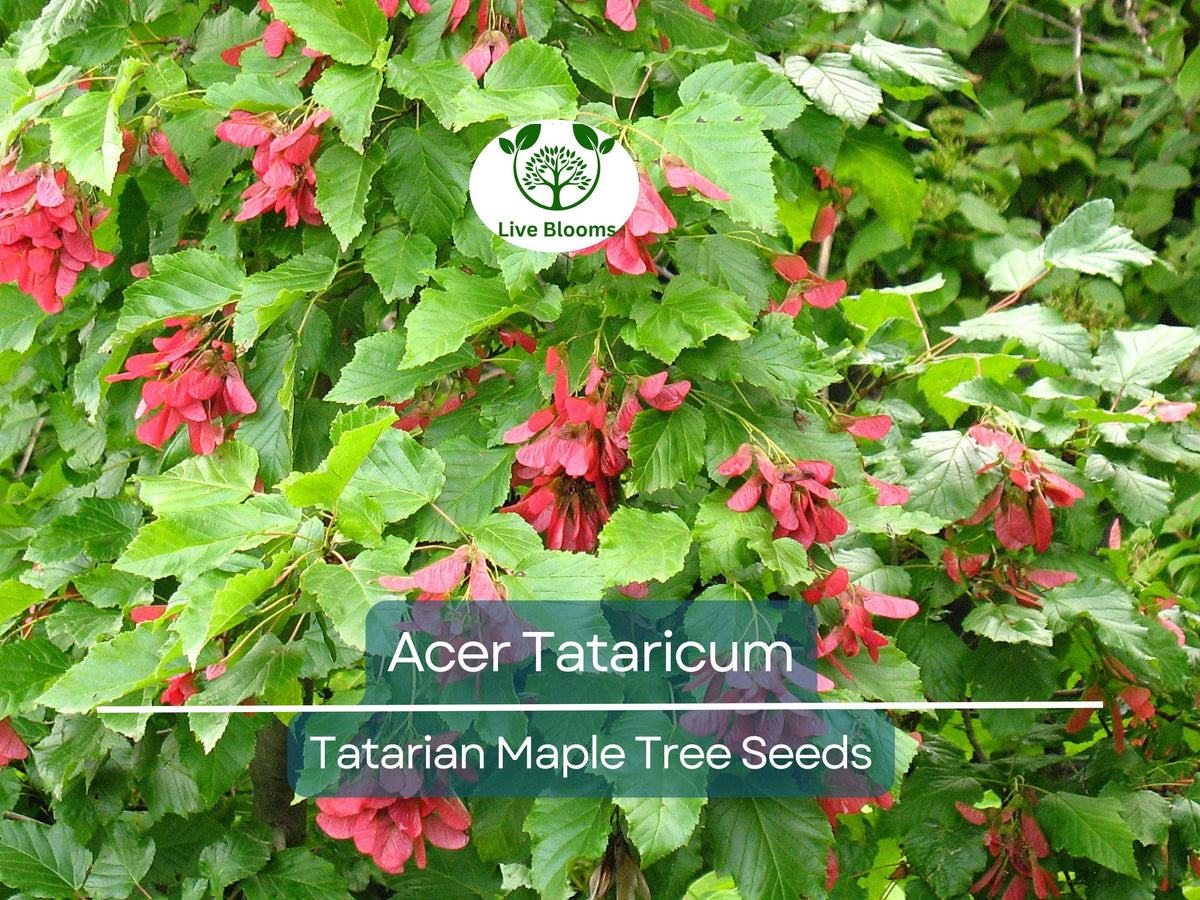 Acer Tataricum Seeds – 10 Pack, Tatarian Maple, Hardy Fast-Growing Tree for Landscaping, Shade, Gardens, Fall Colors