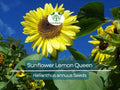 100 Sunflower Seeds - Lemon Queen Helianthus annuus Non-GMO Cut Flower Pollinator Favorite