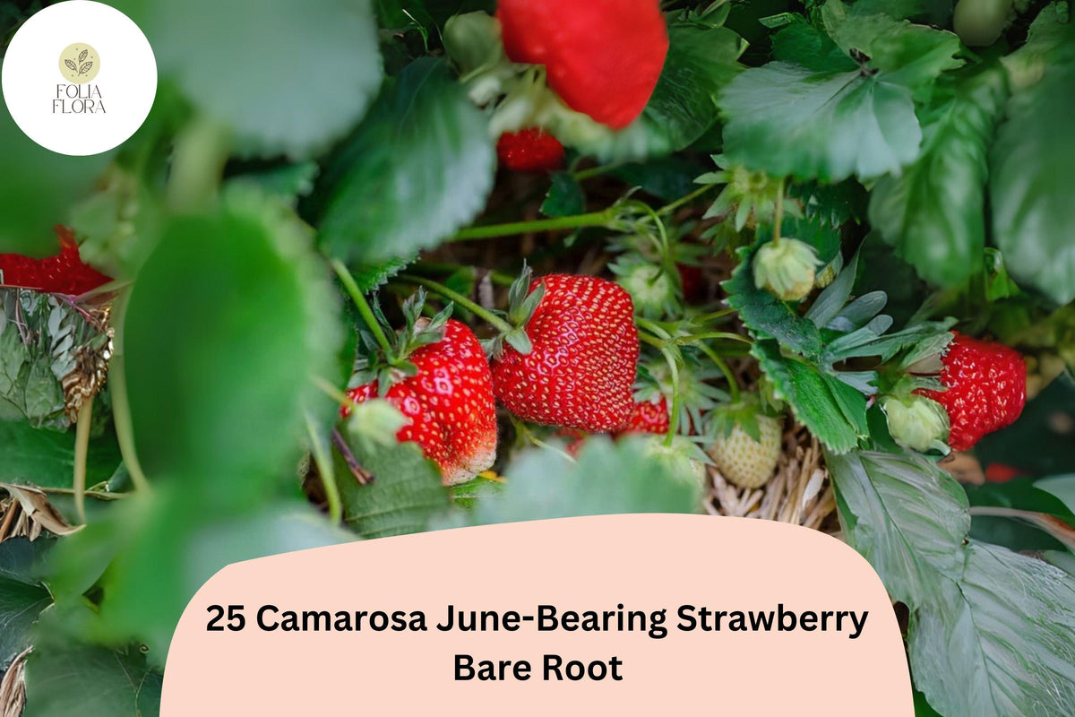 Camarosa Strawberry Plants | Live Bare Root | June-Bearing Fragaria × ananassa | Fruit, Garden, Perennial