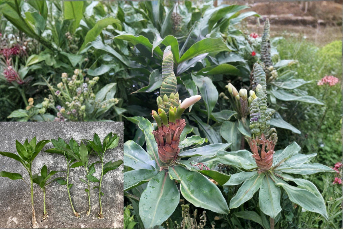 Yellow Spiral Ginger Cuttings - Rooted Dimerocostus strobilaceus Tropical Perennial Plant