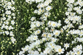 Upland White Goldenrod Seeds – Native Wildflower, Drought Tolerant, Pollinator Plant, Oligoneuron album, Perennial Seed Pack