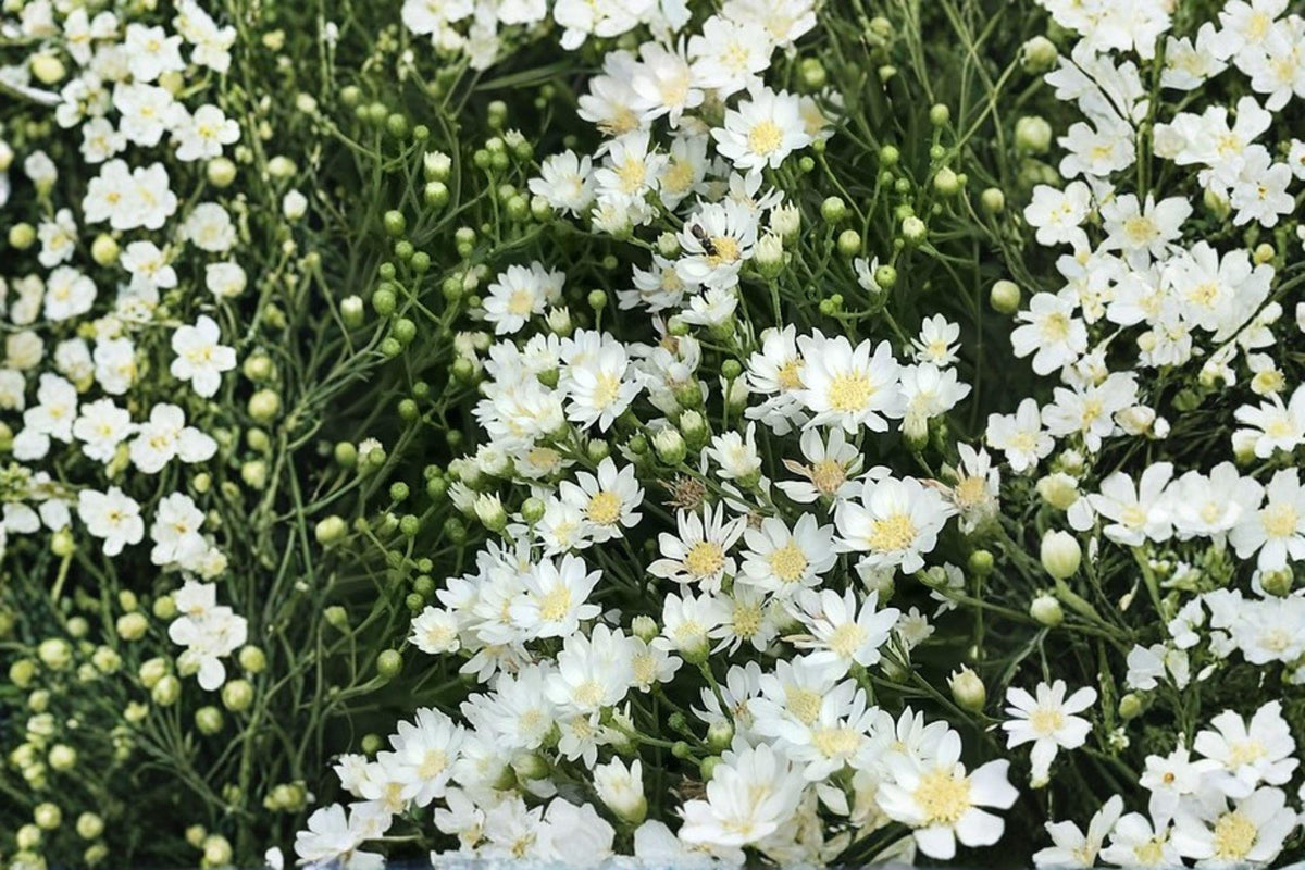 Upland White Goldenrod Seeds – Native Wildflower, Drought Tolerant, Pollinator Plant, Oligoneuron album, Perennial Seed Pack