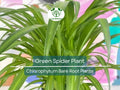 Spider Plant Pup – Green Chlorophytum comosum Bare Root Starter – Air-Purifying Houseplant for Indoor Growth