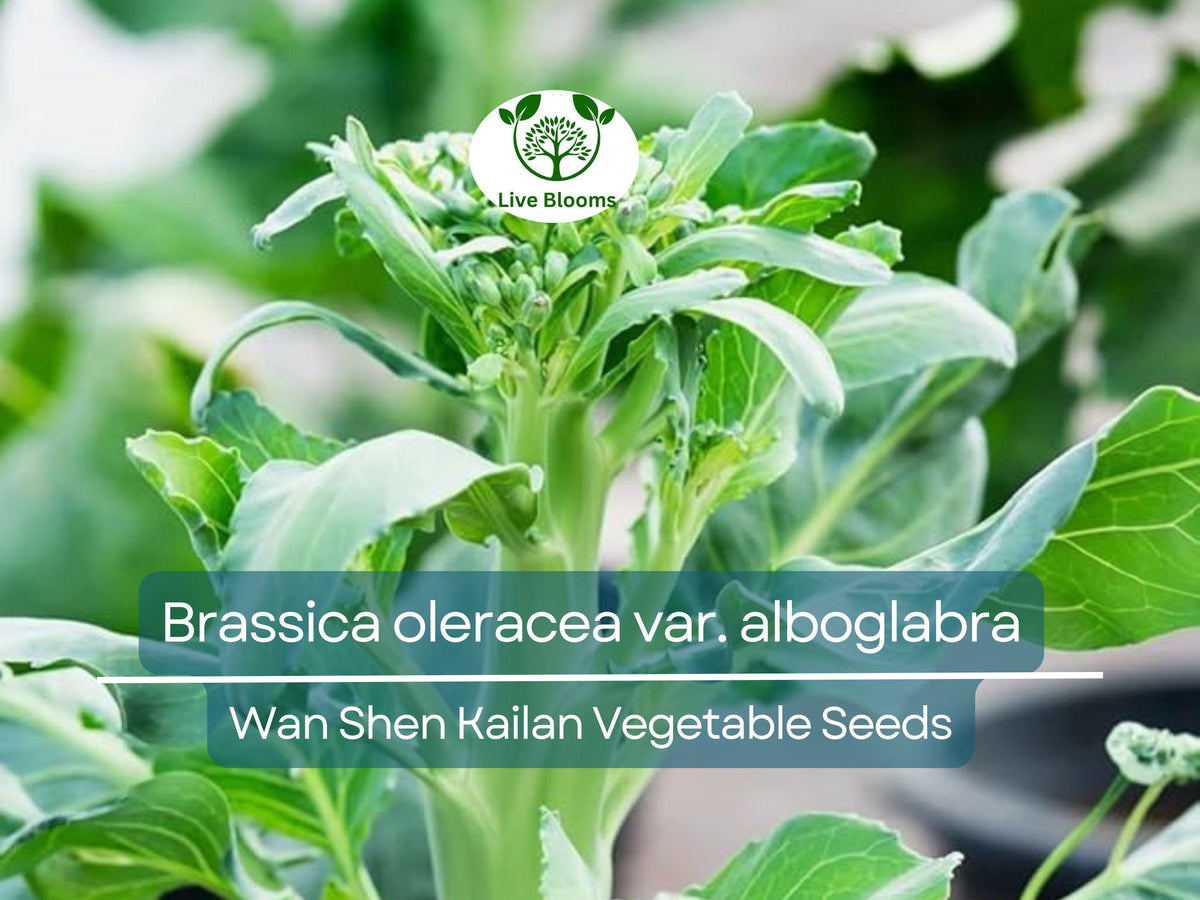 150 Seeds Wan Shen Kailan Brassica oleracea var. alboglabra Asian Green for Cooking & Gardening