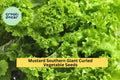 3pcs of 1g Southern Giant Curled Mustard Seeds – Heirloom Brassica juncea Leafy Greens for Garden Beds & Containers