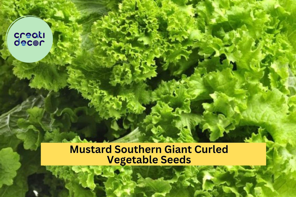 3pcs of 1g Southern Giant Curled Mustard Seeds – Heirloom Brassica juncea Leafy Greens for Garden Beds & Containers