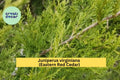 Eastern Red Cedar Tree Seedling – 5-Inch Live Rescue Ball Root – Juniperus virginiana Native Evergreen for Landscape & Hedge