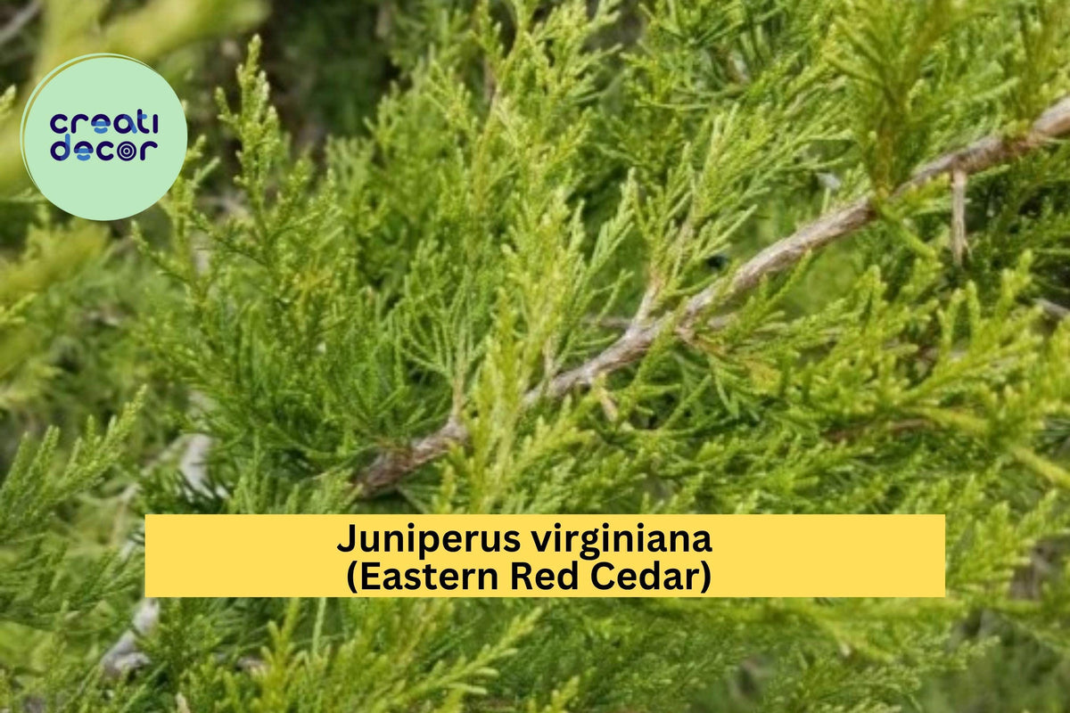 Eastern Red Cedar Tree Seedling – 5-Inch Live Rescue Ball Root – Juniperus virginiana Native Evergreen for Landscape & Hedge