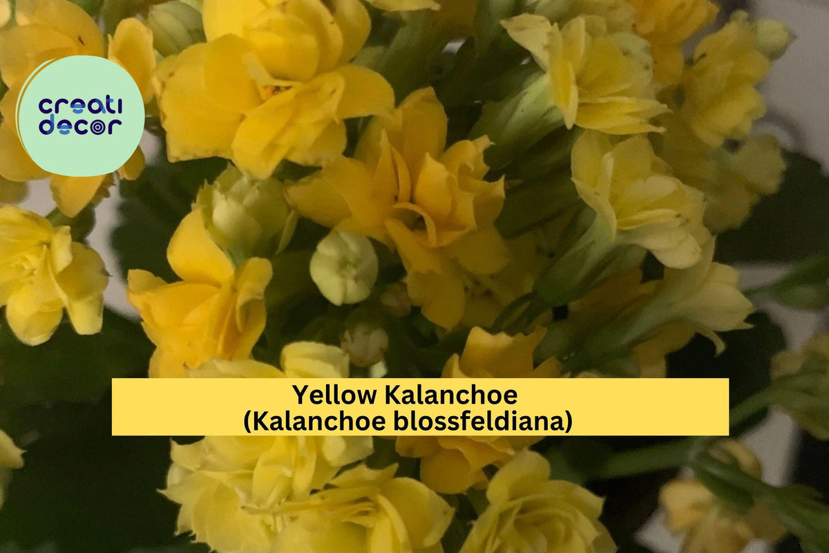 Yellow Kalanchoe Plant – Live Rooted Succulent in Pot, Bright Yellow Blooms, Kalanchoe blossfeldiana, Indoor & Outdoor Decor