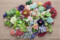 Assorted Succulent Cuttings Collection – 18 Varieties, Unrooted, Drought-Tolerant, Indoor & Container Garden Plants